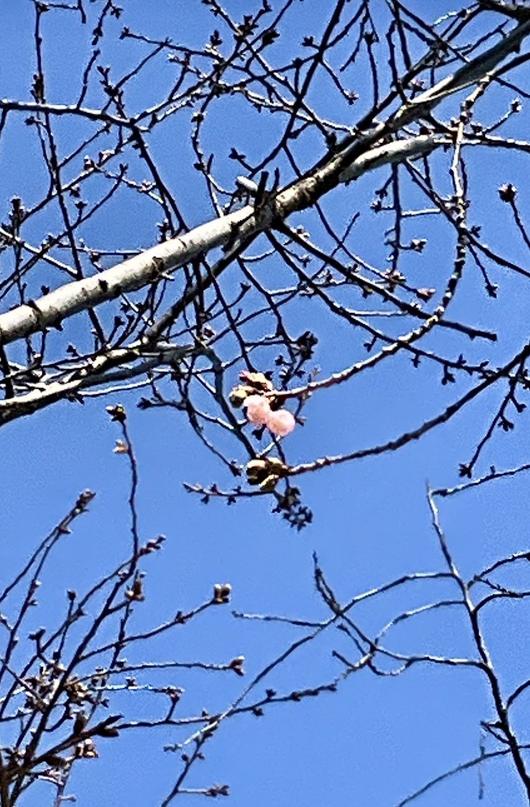 高い所では咲いた花も
